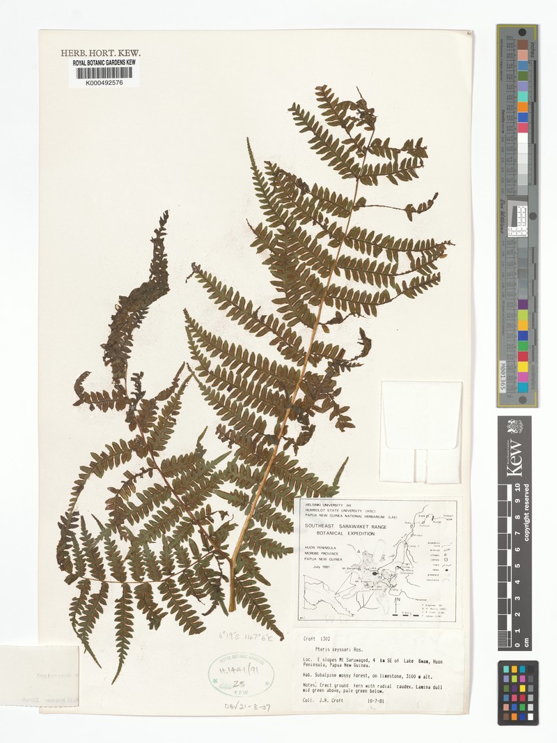 Pteris keysseri