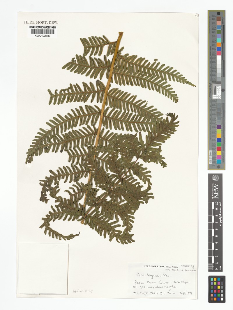 Pteris keysseri photo 2