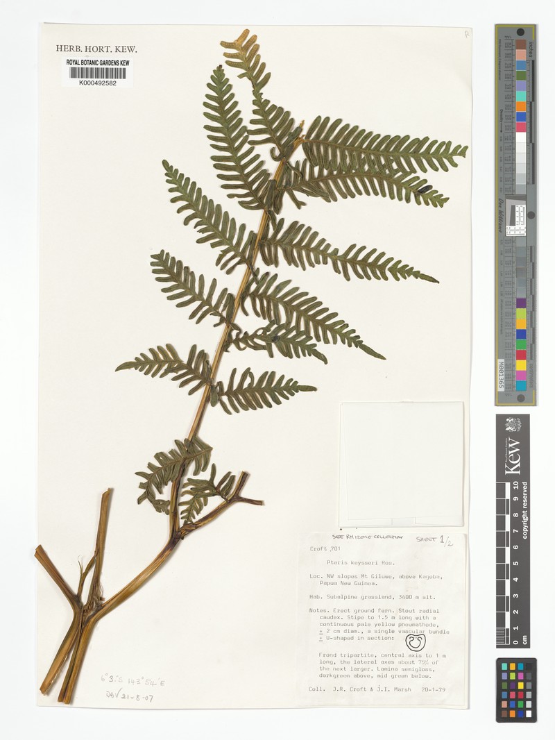 Pteris keysseri photo 3