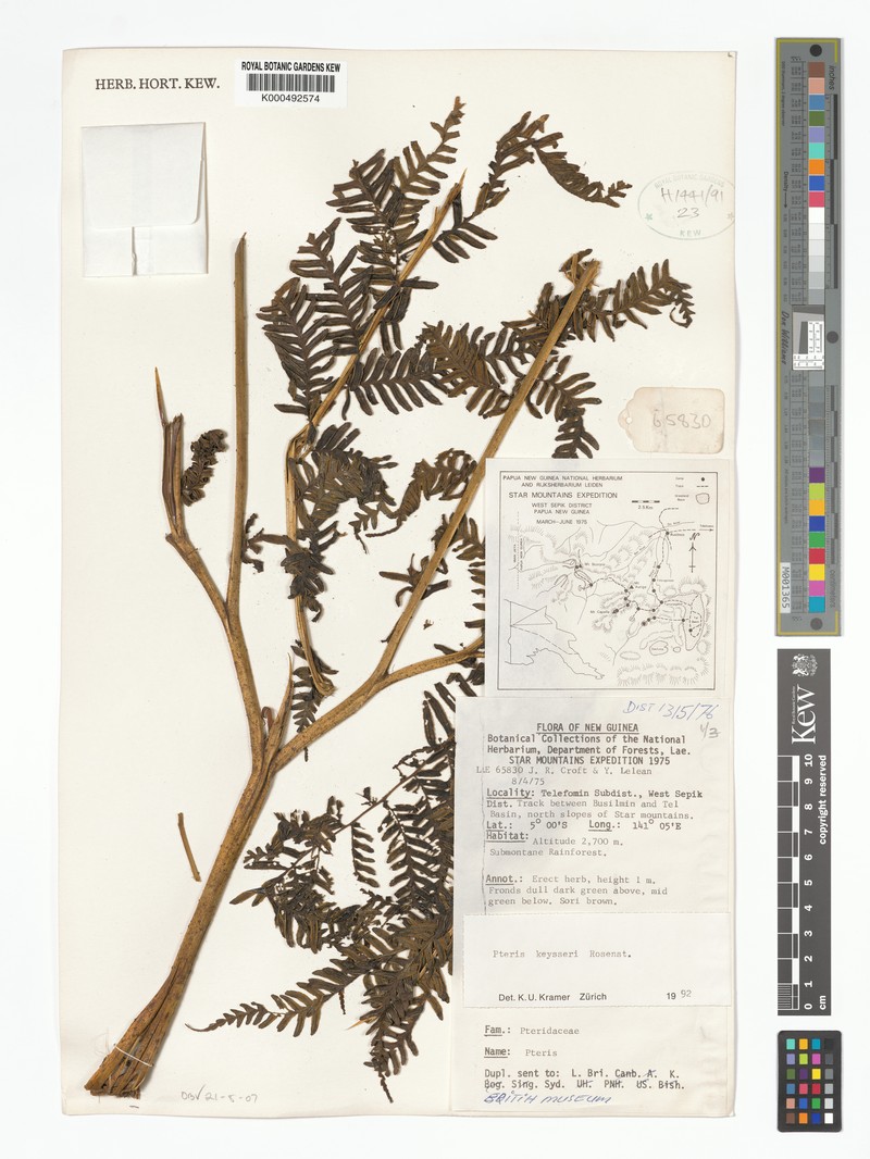 Pteris keysseri photo 4