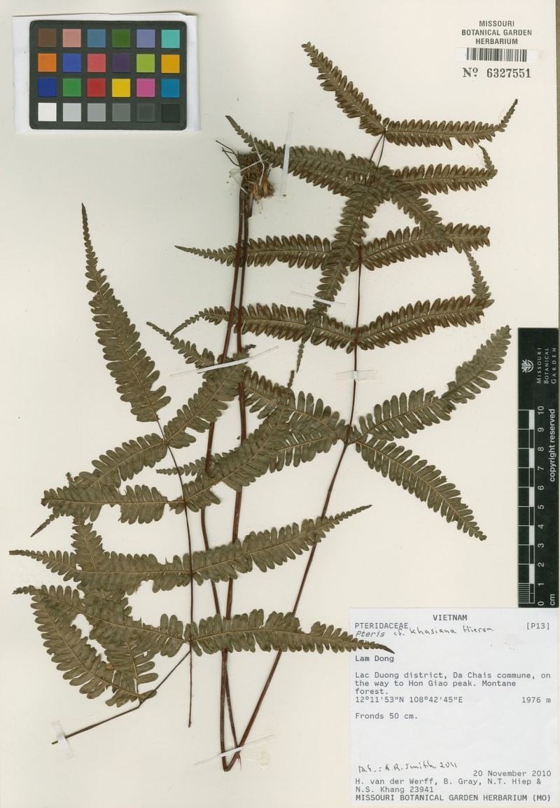Pteris khasiana