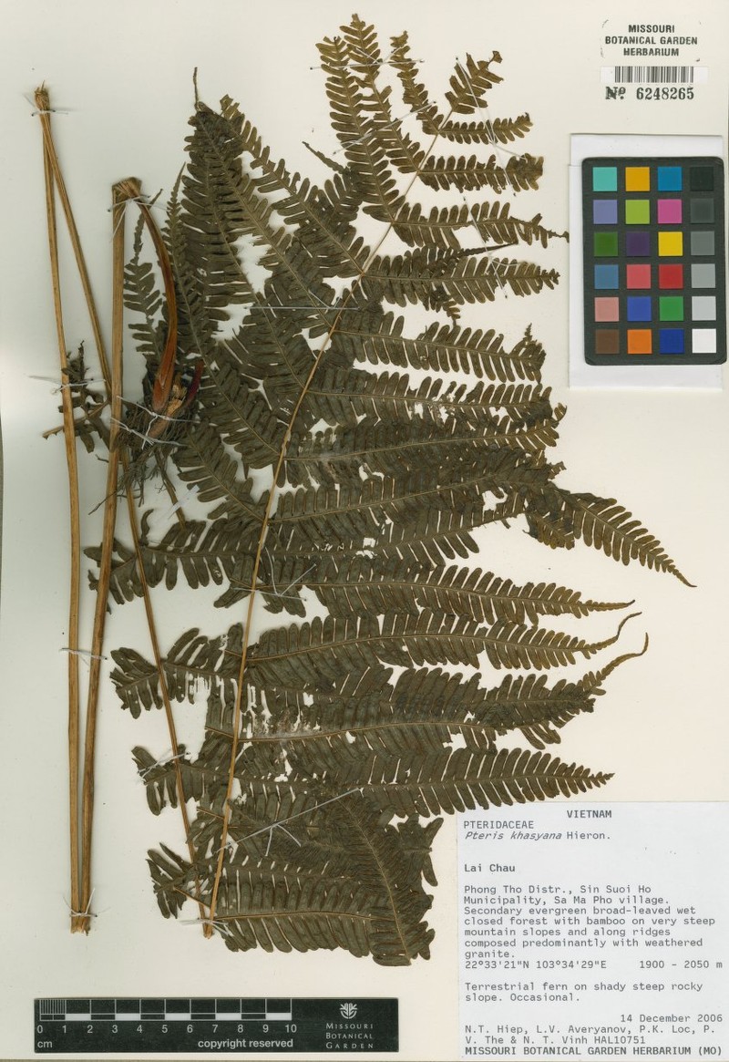 Pteris khasiana photo 2