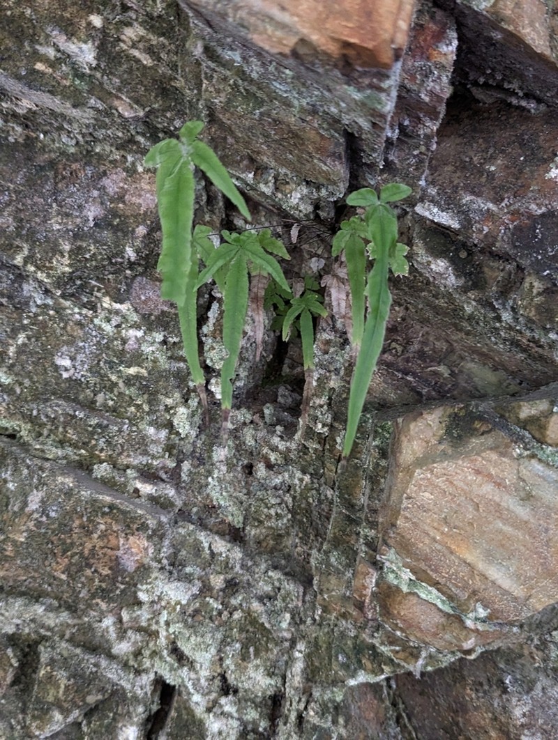 Pteris kidoi