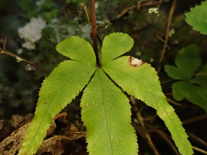 Pteris kidoi photo 2