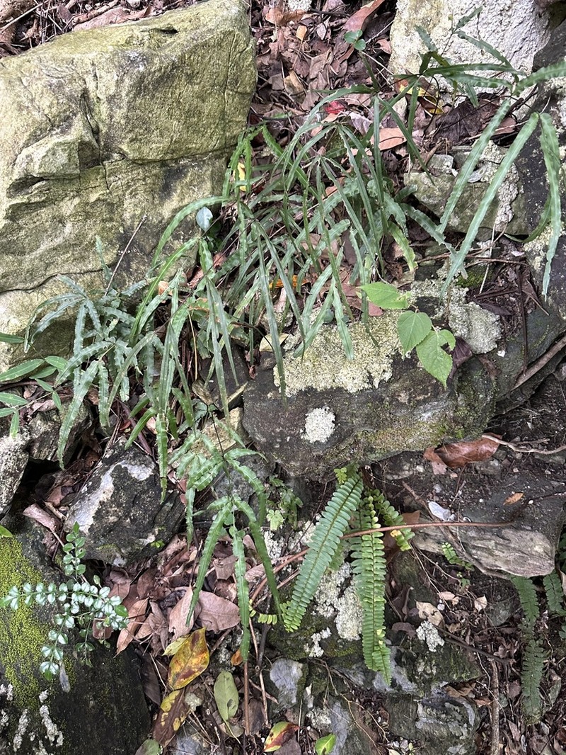 Pteris kidoi photo 3