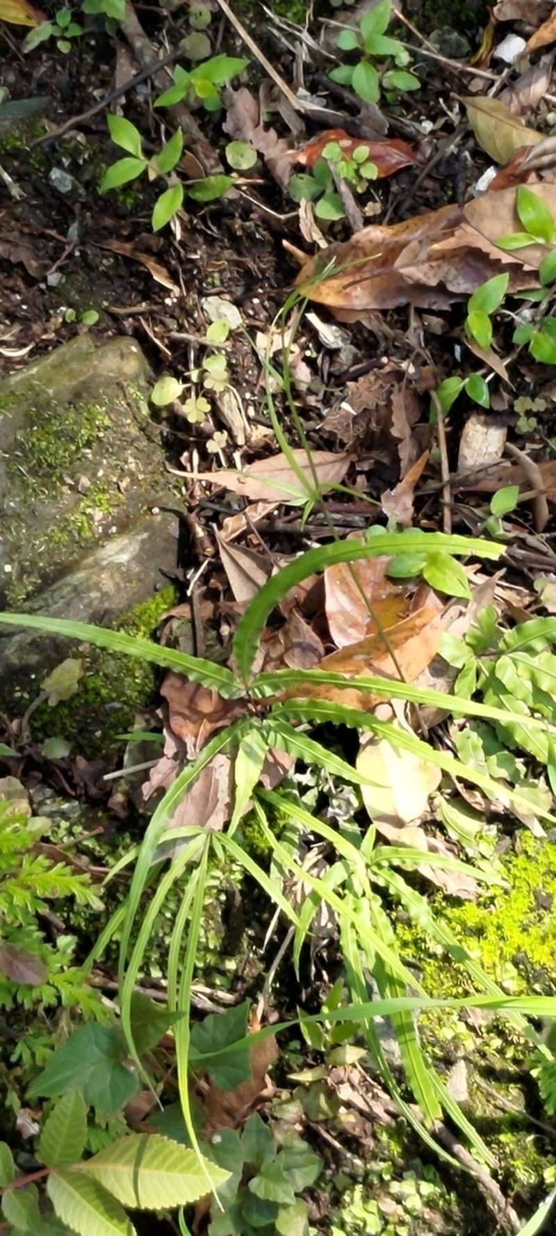 Pteris kidoi photo 4