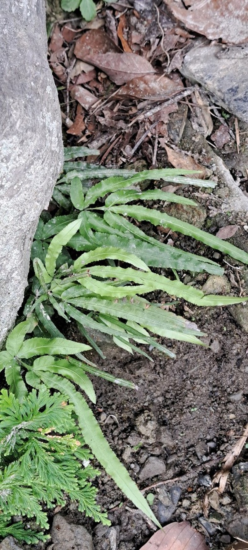 Pteris kidoi photo 5