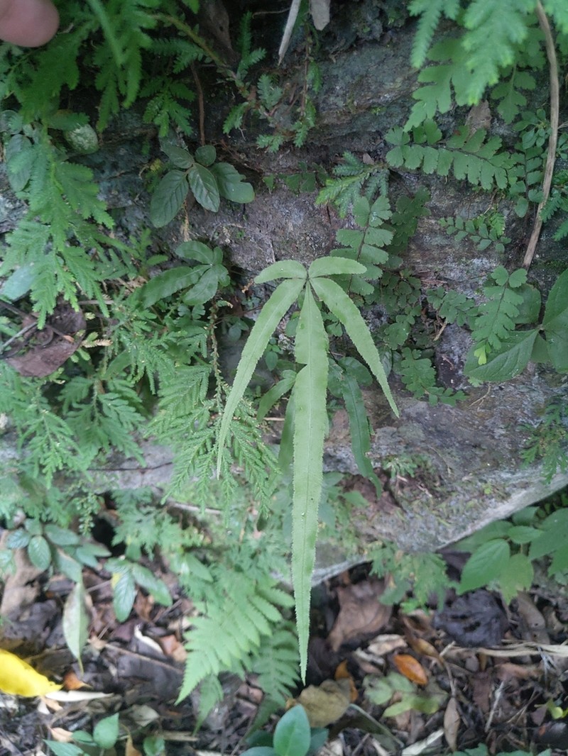 Pteris kidoi photo 6