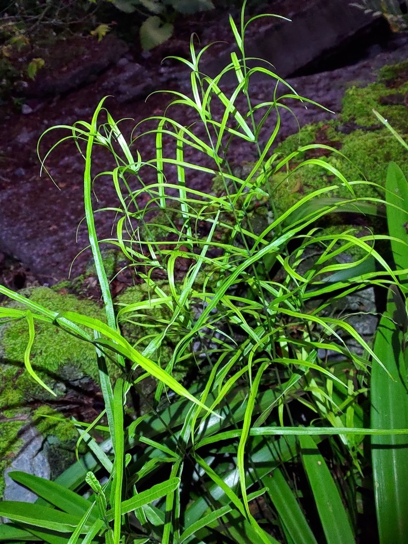 Pteris kidoi photo 7