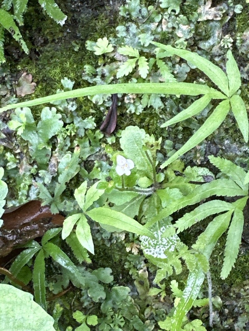 Pteris kidoi photo 8