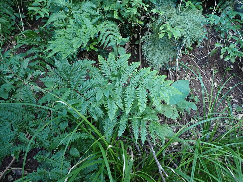 Pteris kingiana