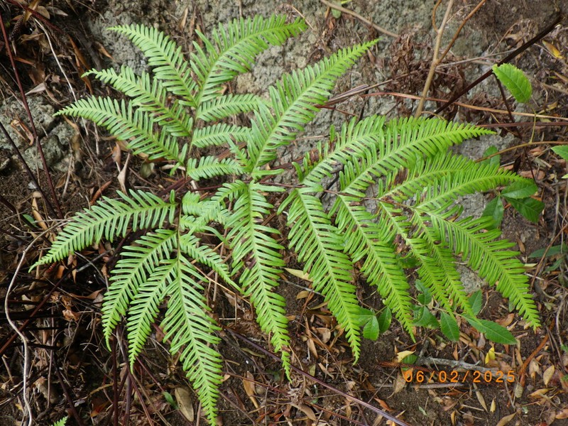 Pteris kingiana photo 2