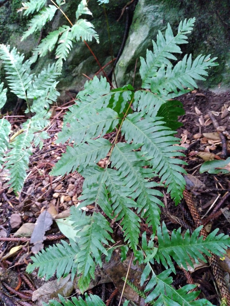 Pteris kingiana photo 3