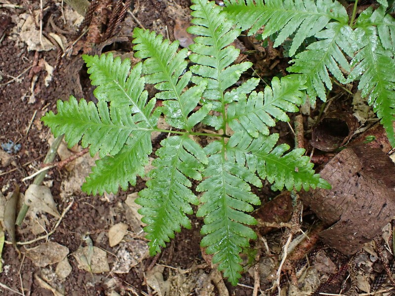 Pteris kingiana photo 4