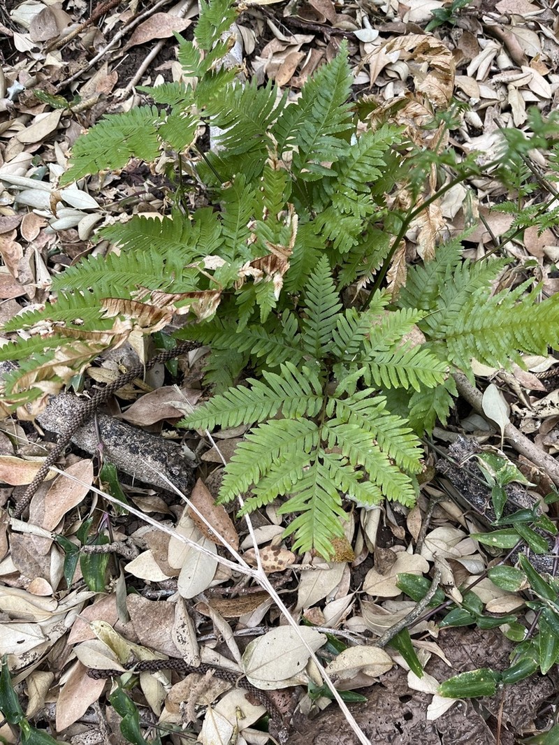 Pteris kingiana photo 5