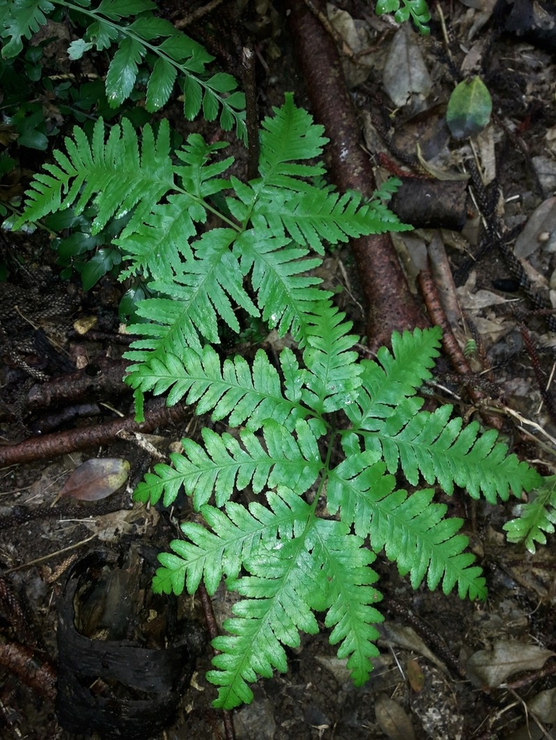 Pteris kingiana photo 6
