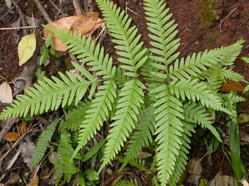 Pteris kingiana photo 7