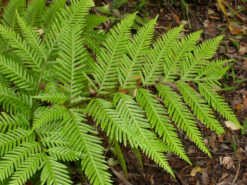 Pteris kingiana photo 8