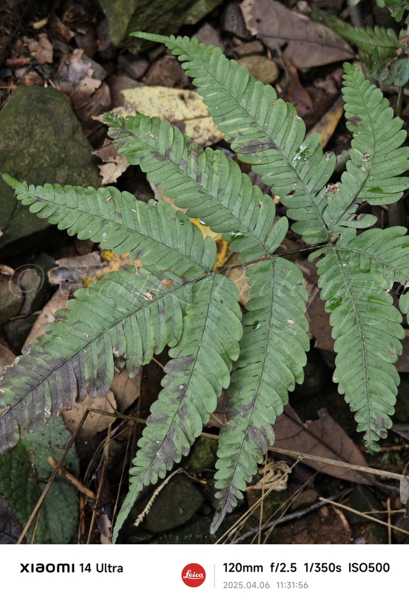 Pteris kiuschiuensis
