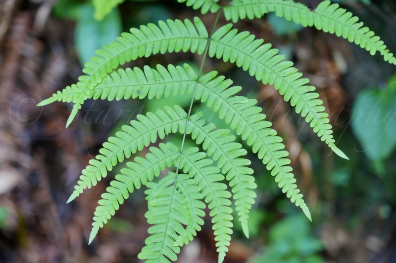 Pteris kiuschiuensis photo 2