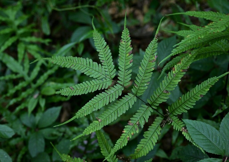 Pteris kiuschiuensis photo 3