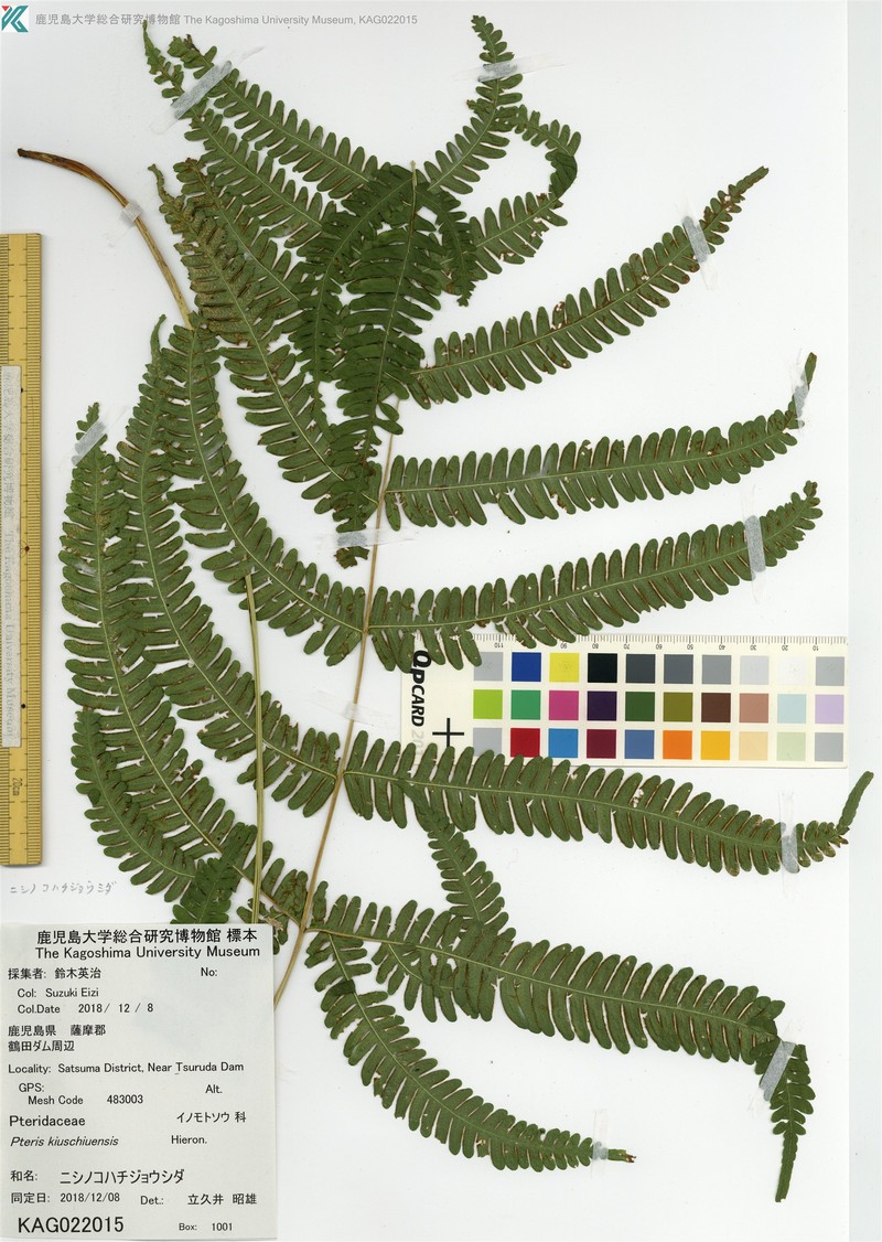 Pteris kiuschiuensis photo 4