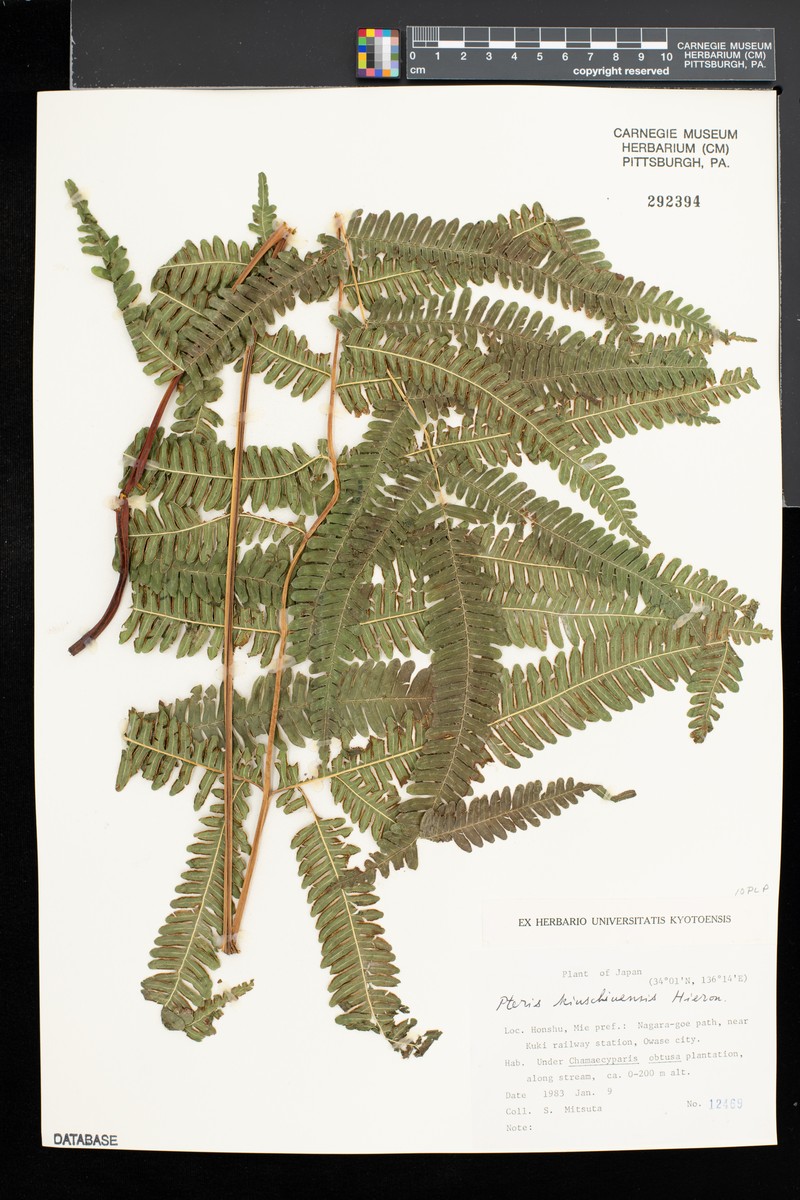 Pteris kiuschiuensis photo 5