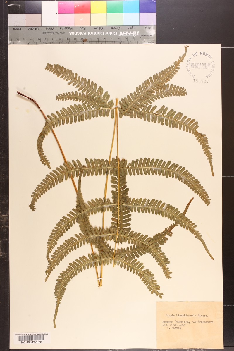 Pteris kiuschiuensis photo 6