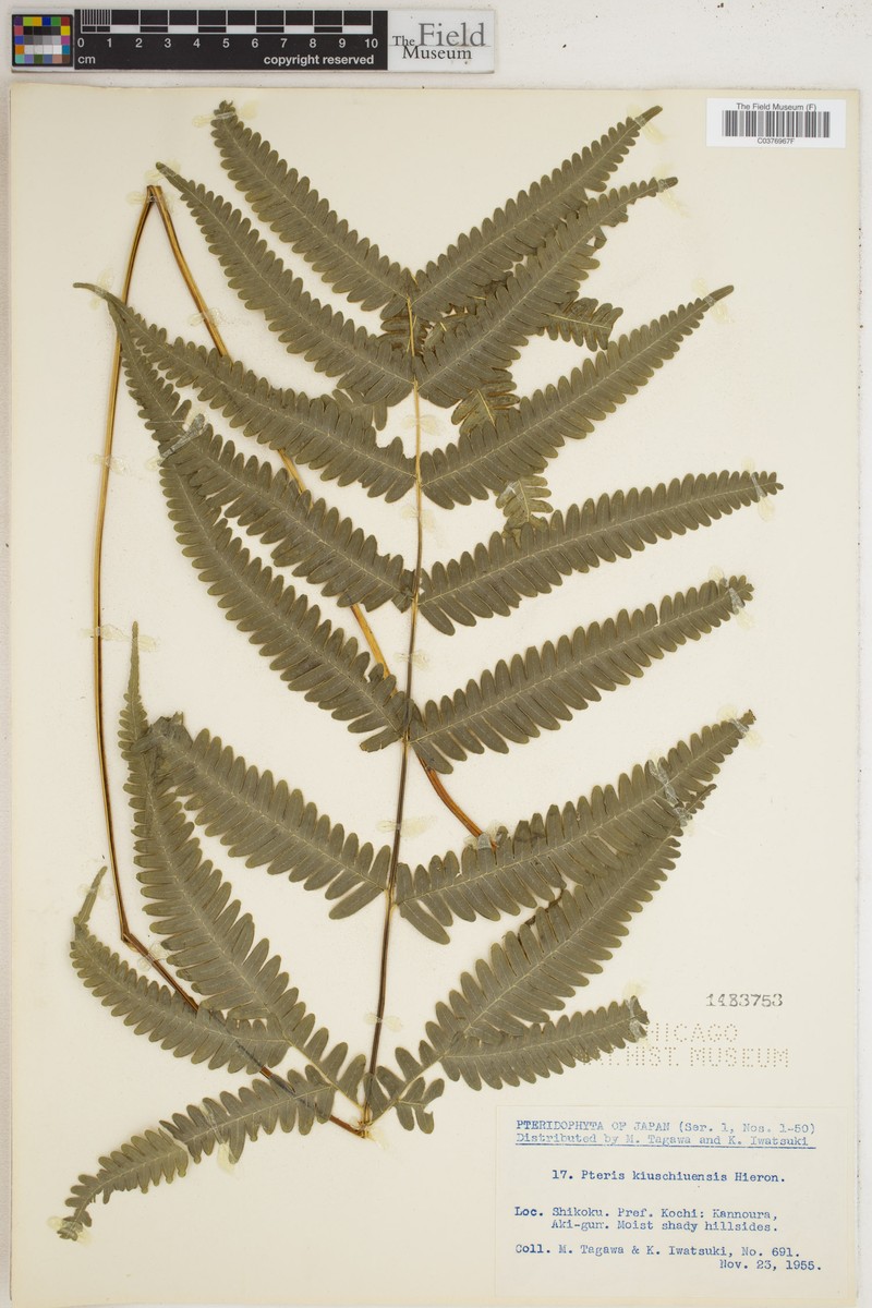 Pteris kiuschiuensis photo 7