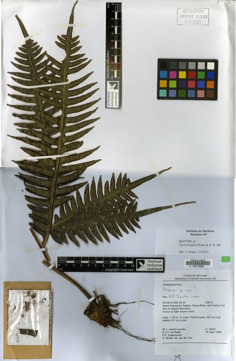 Pteris krameri photo 3