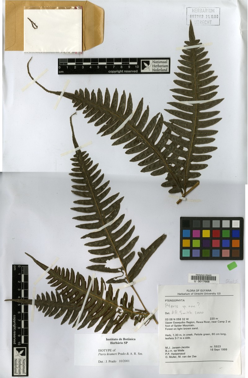 Pteris krameri photo 4