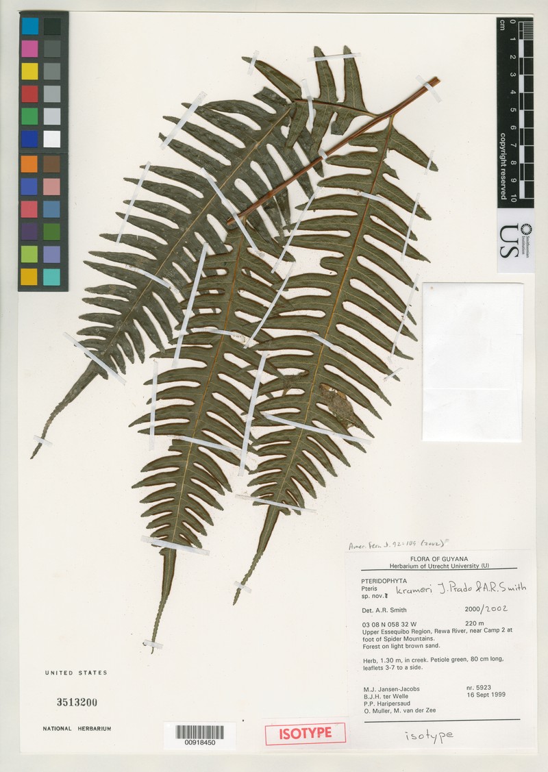 Pteris krameri