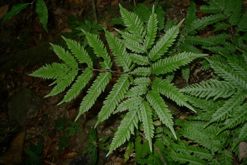 Pteris laevis photo 2