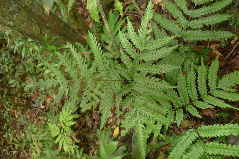 Pteris laevis photo 3