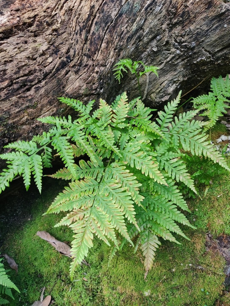 Pteris laevis photo 4