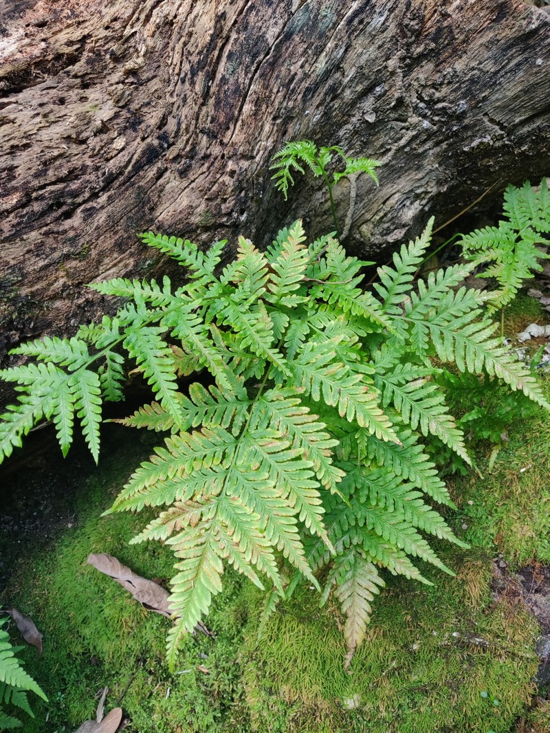 Pteris laevis photo 5