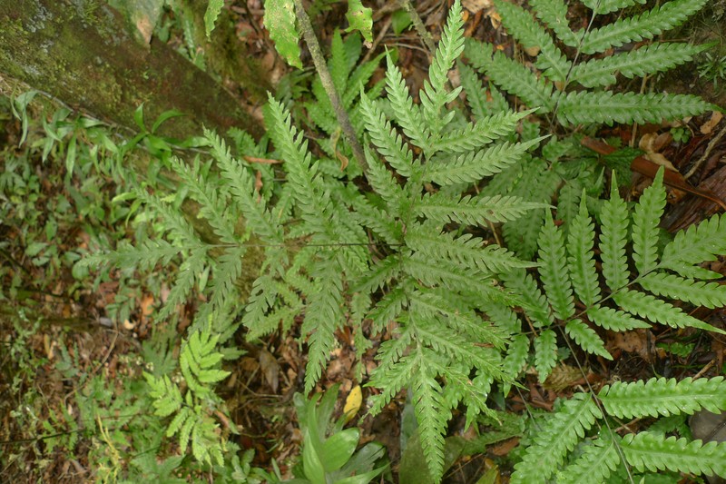 Pteris laevis photo 6