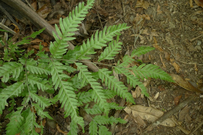 Pteris laevis photo 8