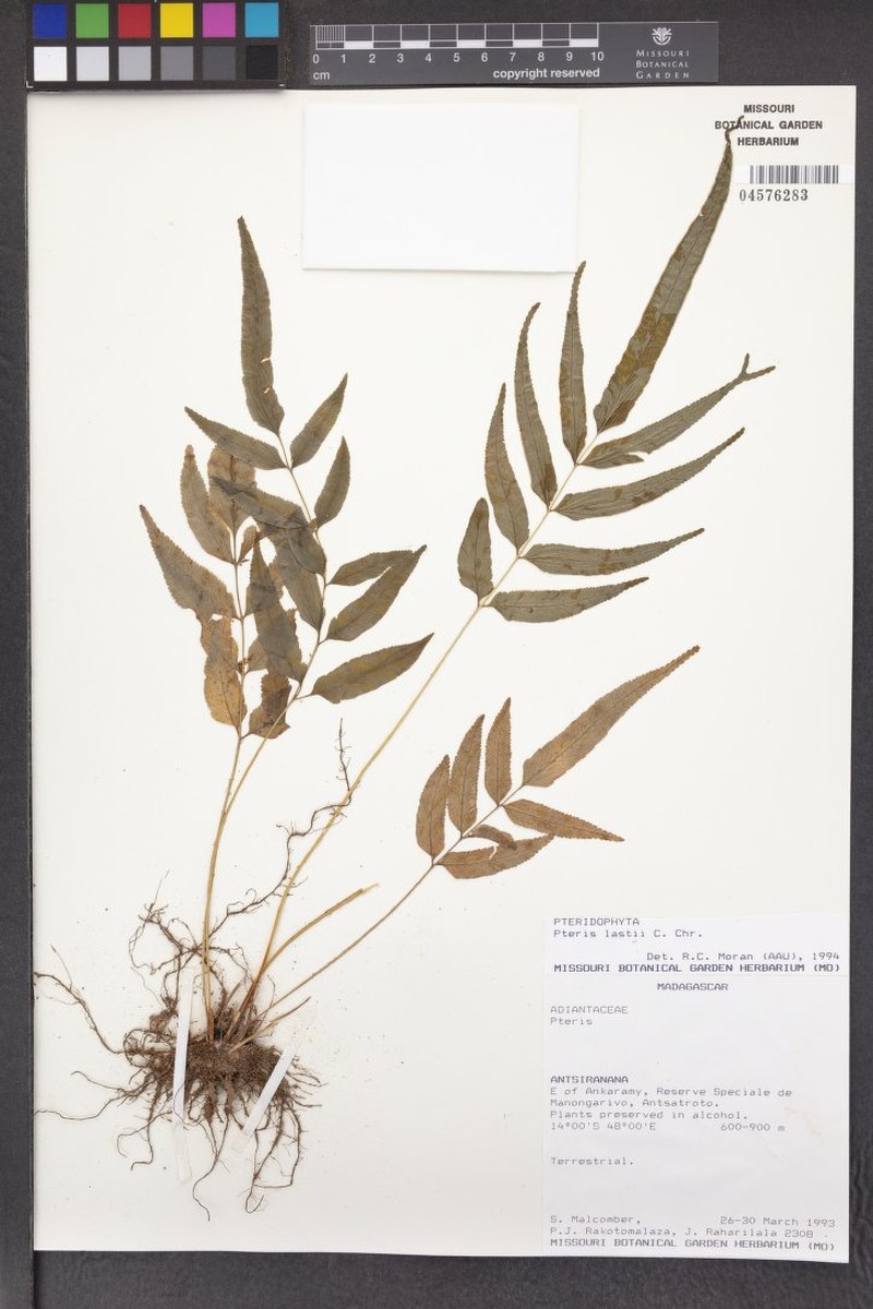 Pteris lastii