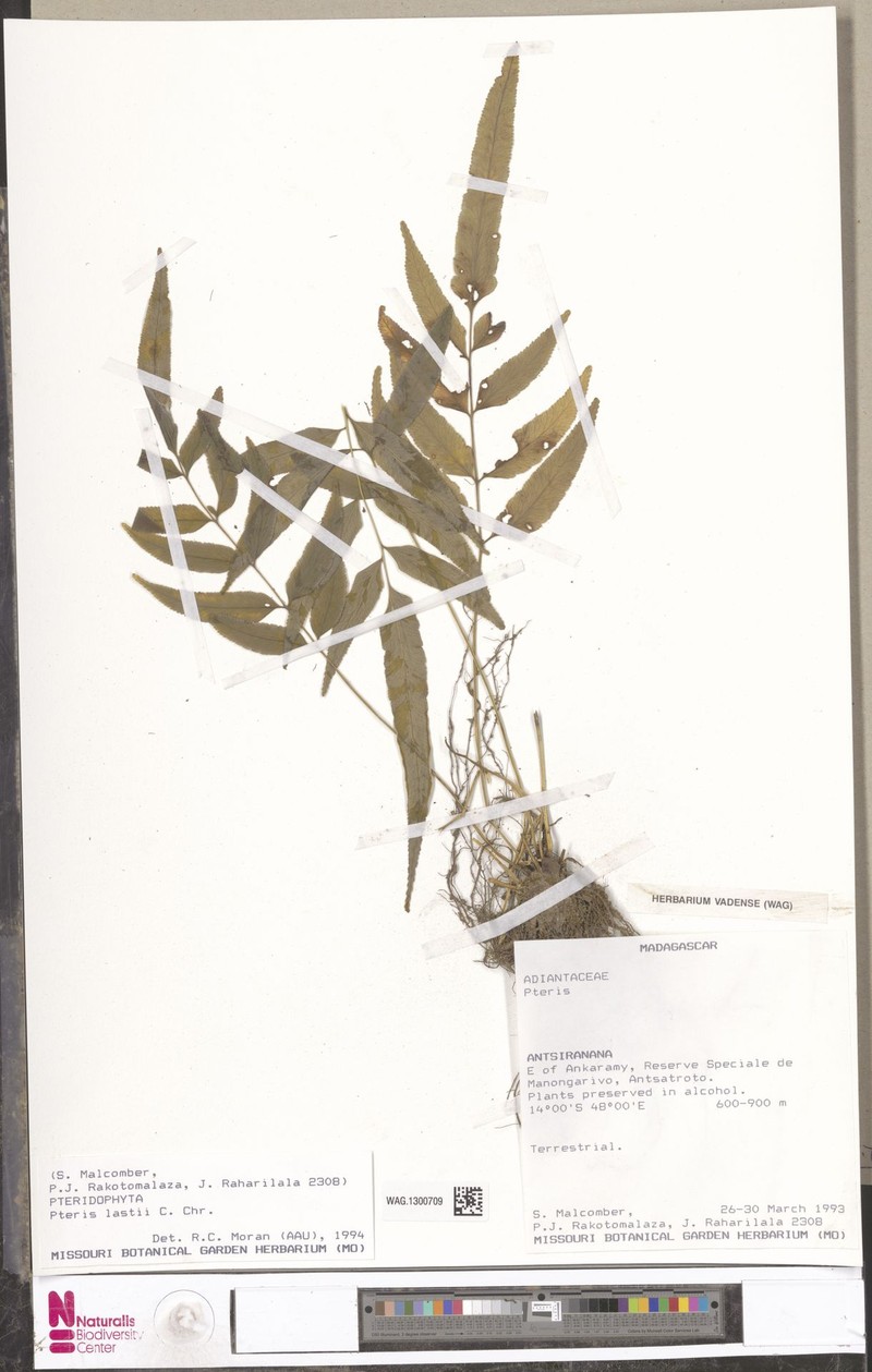 Pteris lastii photo 2
