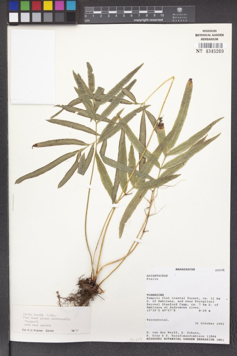 Pteris lastii photo 3