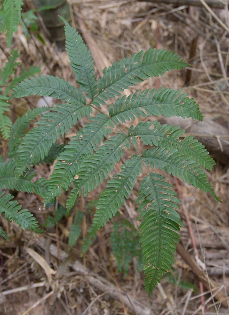 Pteris latipinna