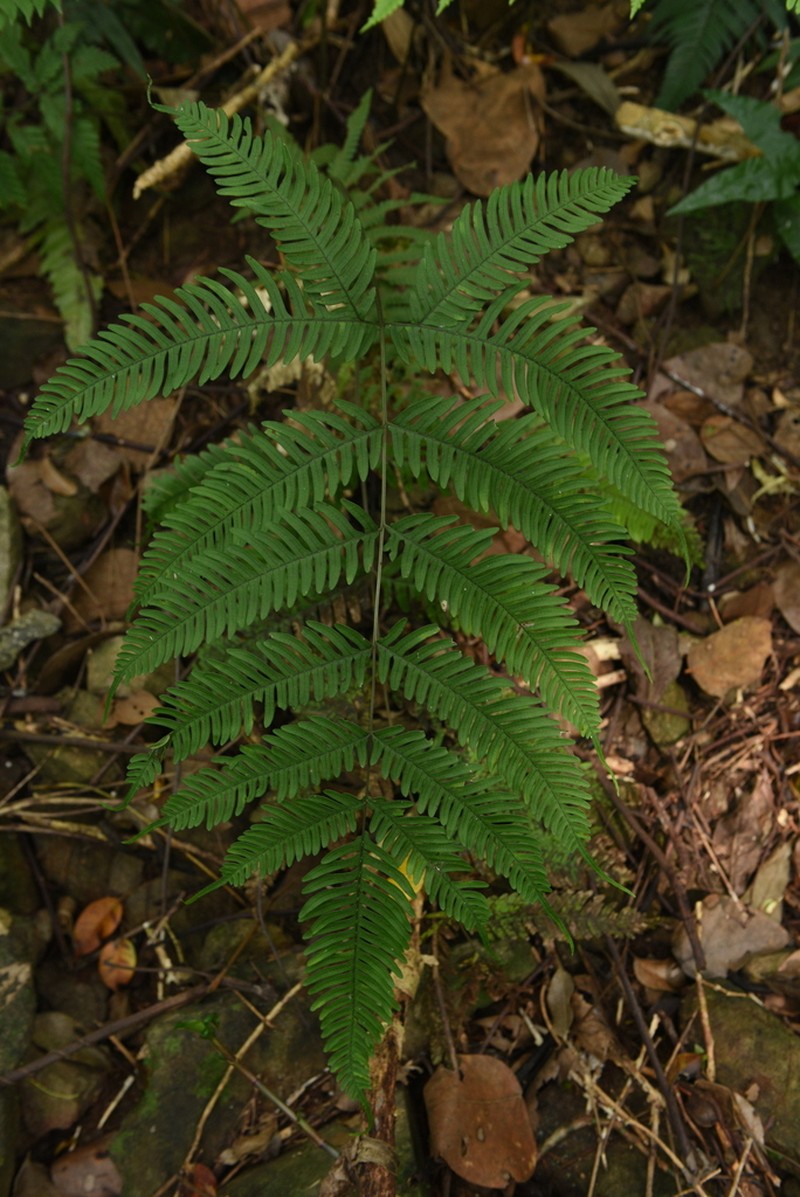 Pteris latipinna photo 2