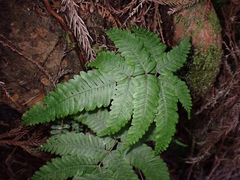 Pteris latipinna photo 3
