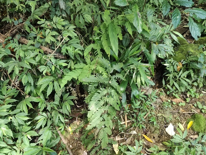 Pteris latipinna photo 4