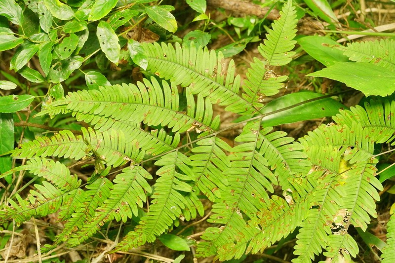 Pteris latipinna photo 5