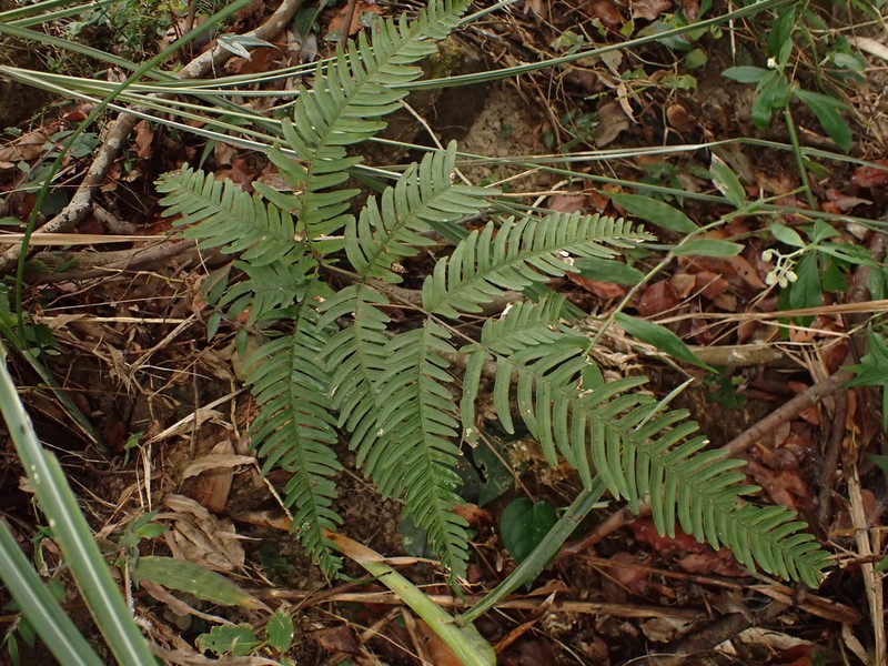 Pteris latipinna photo 6
