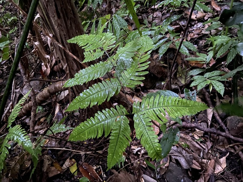 Pteris latipinna photo 7