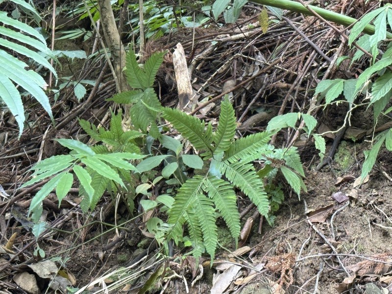 Pteris latipinna photo 8