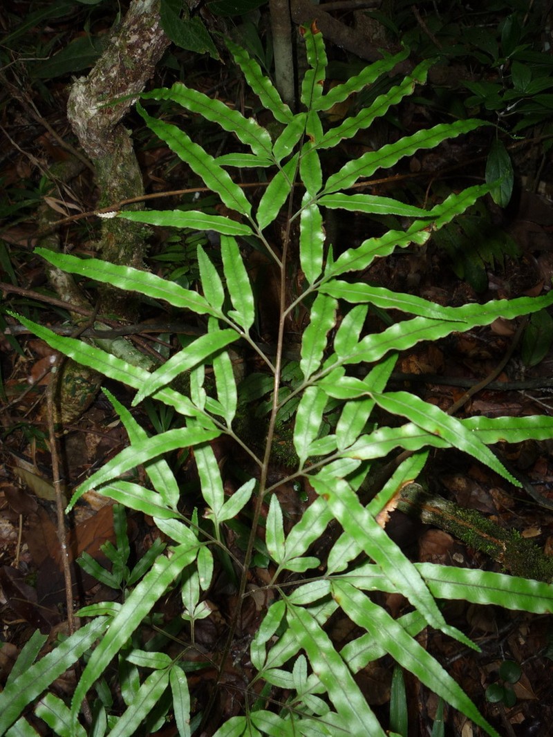 Pteris laurea